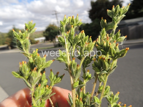 tarweed, cluster